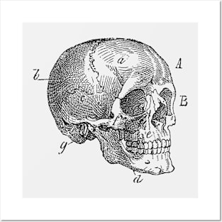 Skull Diagram - Vintage Anatomy Posters and Art